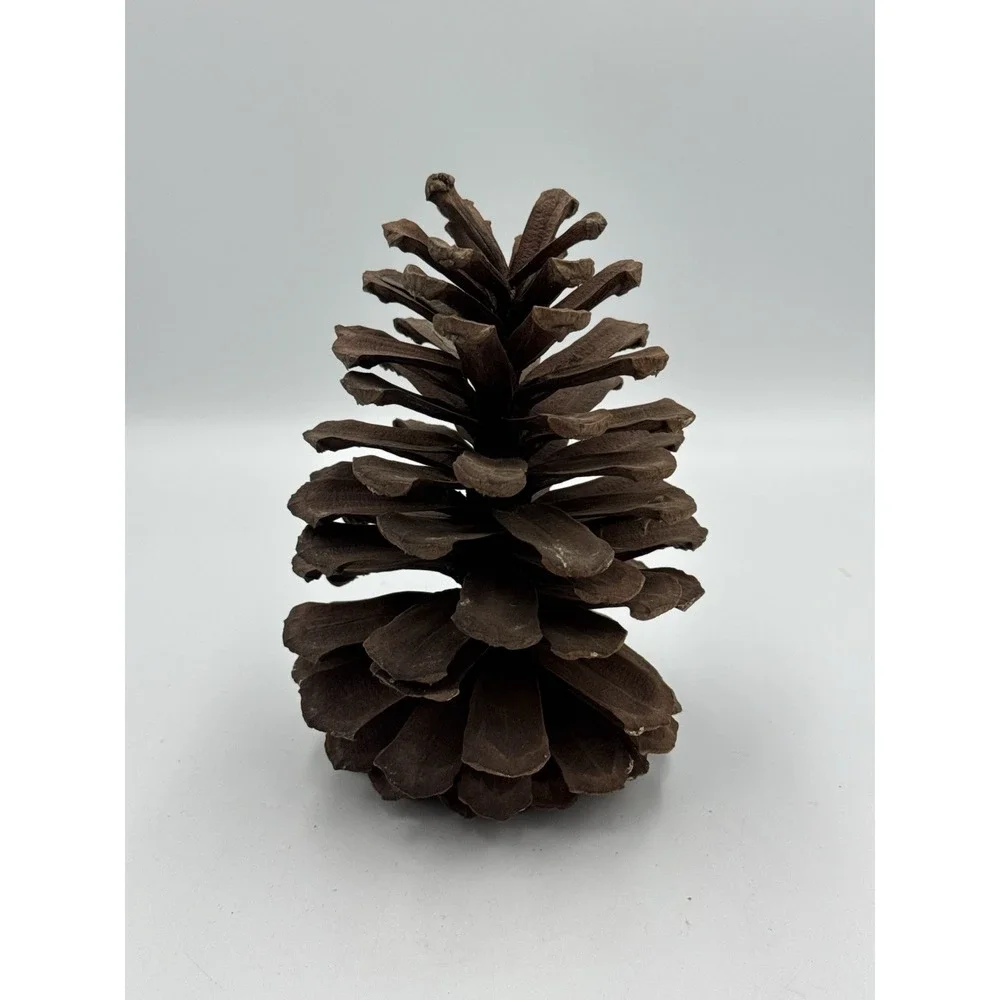 Large 7 Inch Natural Pine Cone Rustic Home Decor Holiday Crafts Art